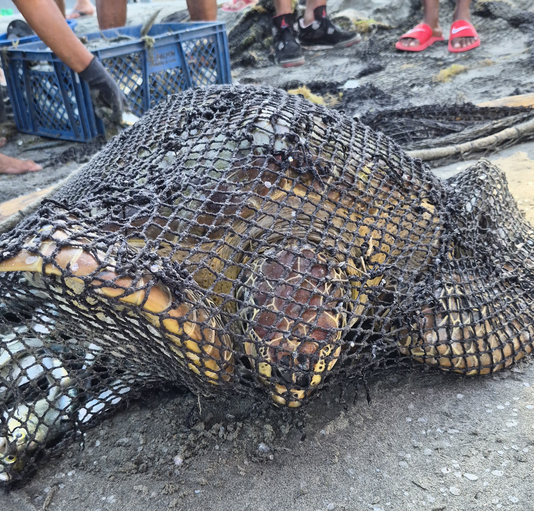 Fundación para la Investigación Atlántida Marina
